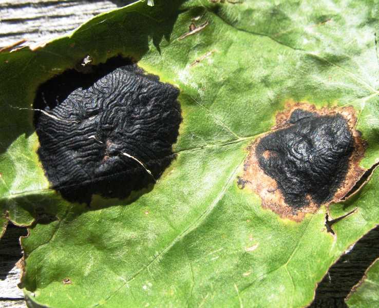 Leaf Spot Diseases of Shade Trees and Ornamentals